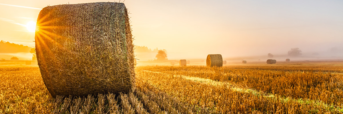 Ultraschallsenorik in der Landwirtschaft